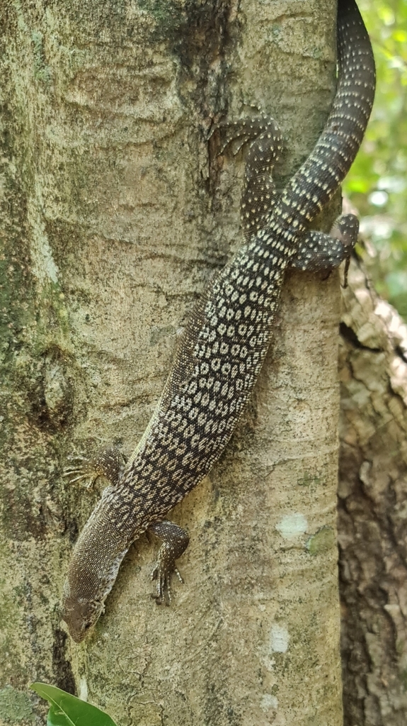 Banded Tree Monitor from East Point NT 0820, Australia on April 09 ...