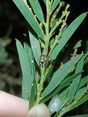 Opisthoncus abnormis