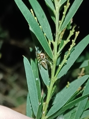 Opisthoncus abnormis