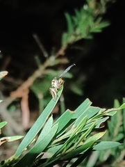 Opisthoncus abnormis