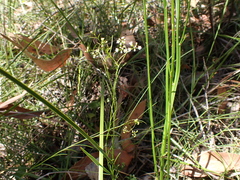 Platysace heterophylla heterophylla