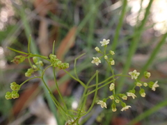 Platysace heterophylla heterophylla