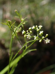Platysace heterophylla heterophylla