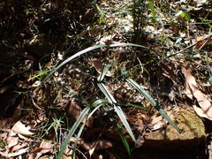 Parsonsia brownii