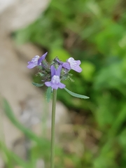 Linaria arvensis