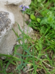Linaria arvensis