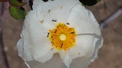 Monomorium ergatogyna