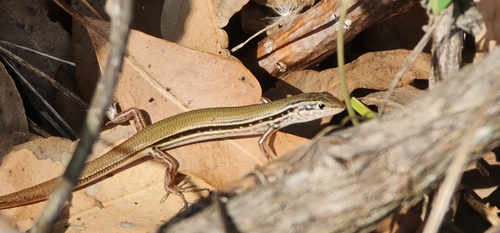 Lowlands Plain-backed Ctenotus
