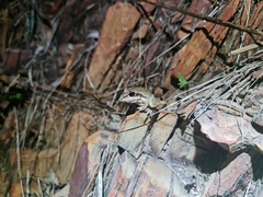 Litoria spaldingi