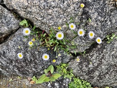 Erigeron karvinskianus