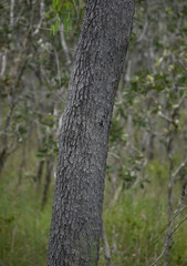 Corymbia clarksoniana
