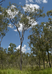 Corymbia clarksoniana