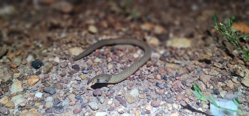 Northern Hooded Scaly-Foot, Pygopus steelescotti