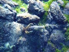 Euastacus bispinosus