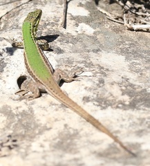 Podarcis waglerianus