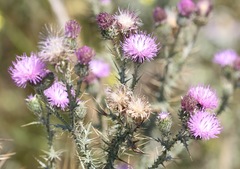 Carduus corymbosus