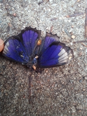 Ogyris abrota