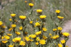 Scolymus grandiflorus