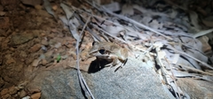 Litoria spaldingi