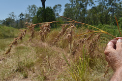 Themeda quadrivalvis