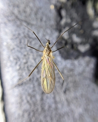 Cheilotrichia