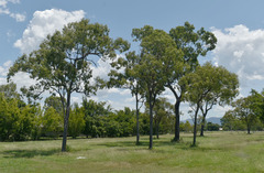 Corymbia clarksoniana