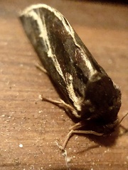 Oxycanus sphragidias