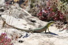 Podarcis waglerianus