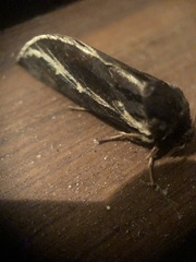 Oxycanus sphragidias