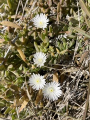 Delosperma litorale
