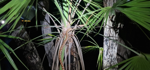 Brown Tree Snake sighting