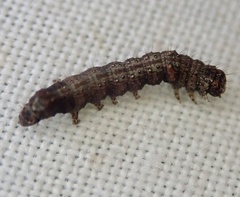 Allophyes oxyacanthae