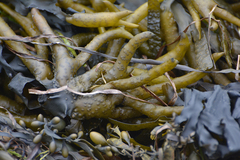 Fucus distichus edentatus