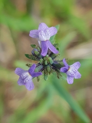 Linaria arvensis