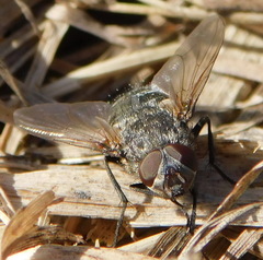 Pollenia rudis