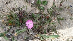 Silene littorea