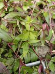 Potentilla hebiichigo