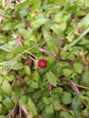 Potentilla hebiichigo
