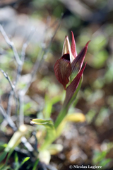 Serapias orientalis orientalis