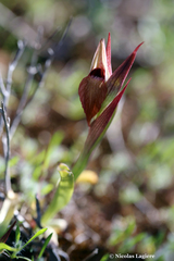 Serapias orientalis orientalis