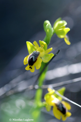 Ophrys lutea phryganae