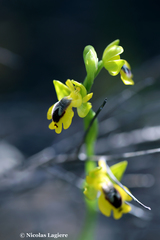 Ophrys lutea phryganae