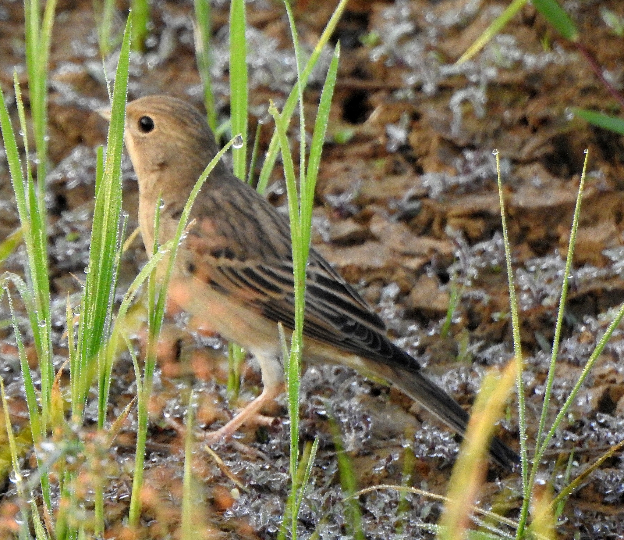 Red-headed Bunting