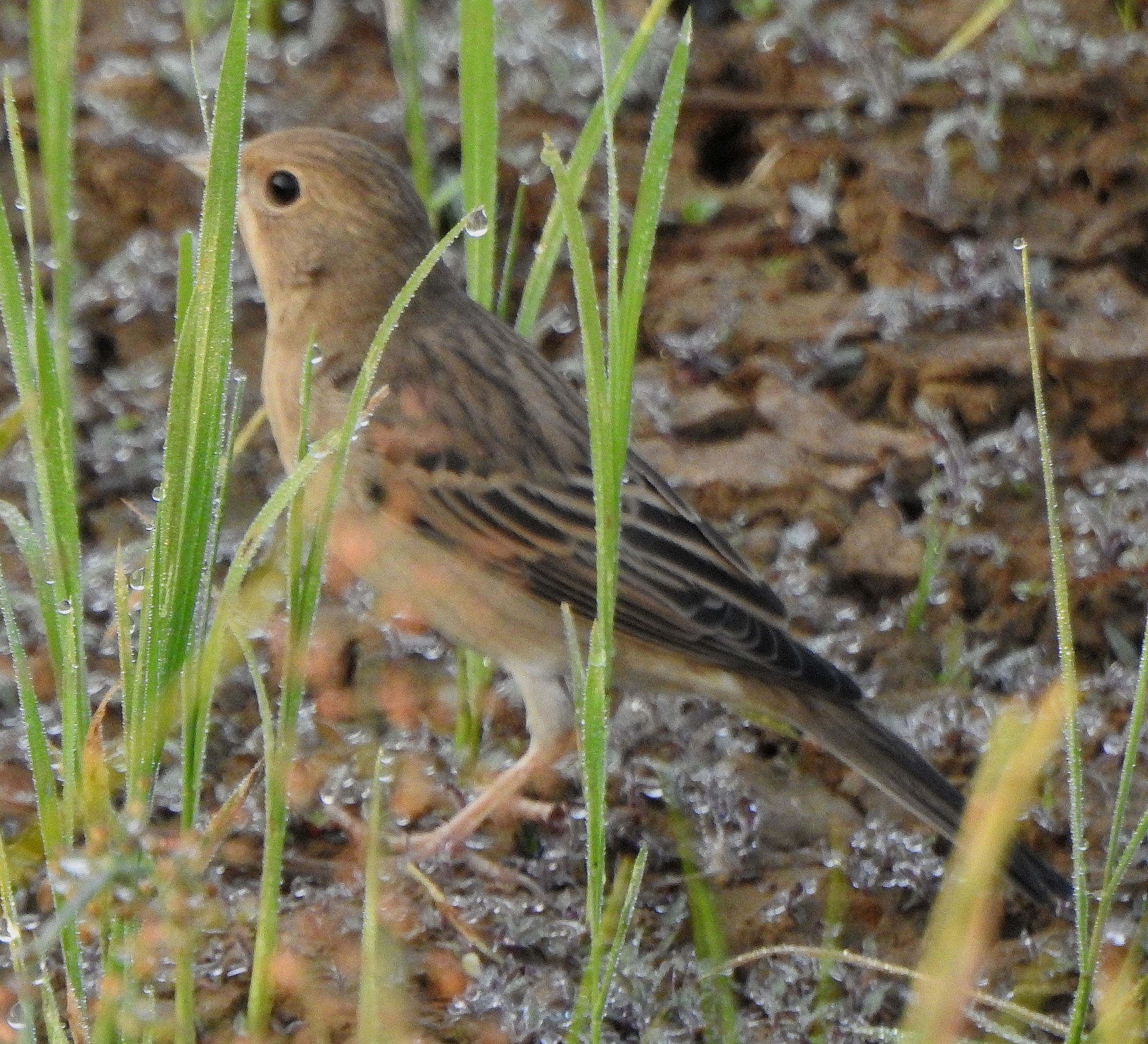 Red-headed Bunting