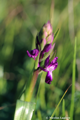 Anacamptis laxiflora