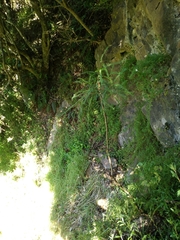 Sophora longicarinata