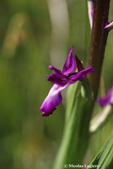 Anacamptis laxiflora