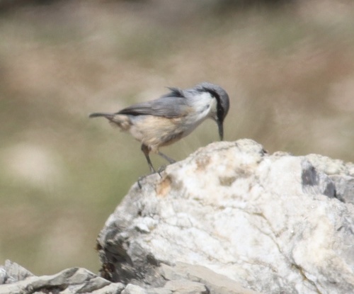 Western Rock Nuthatch (Sitta neumayer), photo 8