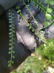 Sophora longicarinata