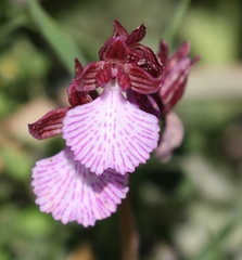 Anacamptis papilionacea grandiflora